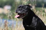 STAFFIE 221